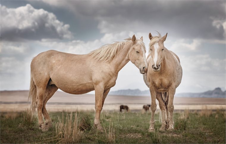 wild horses