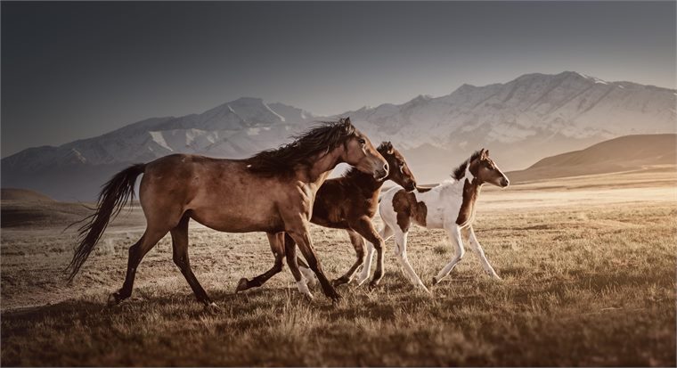 wild horses