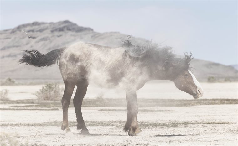 wild horses