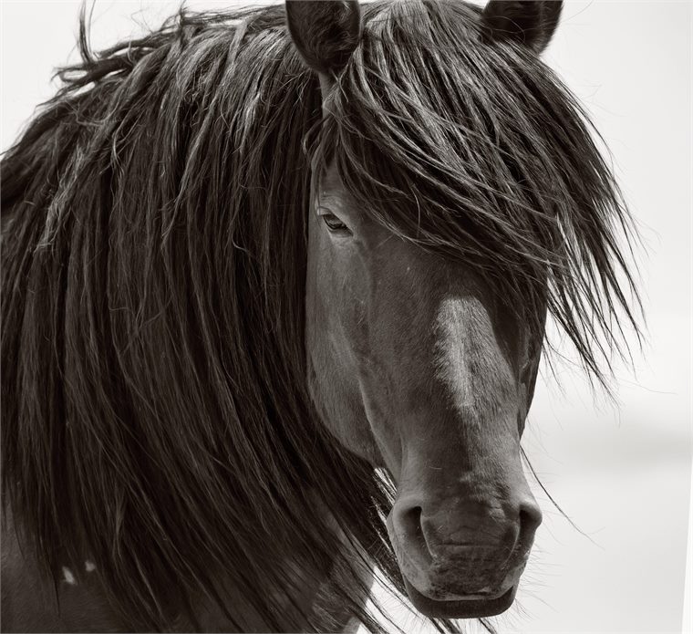wild horses