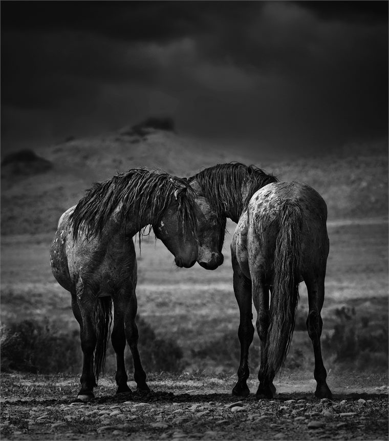 wild horses