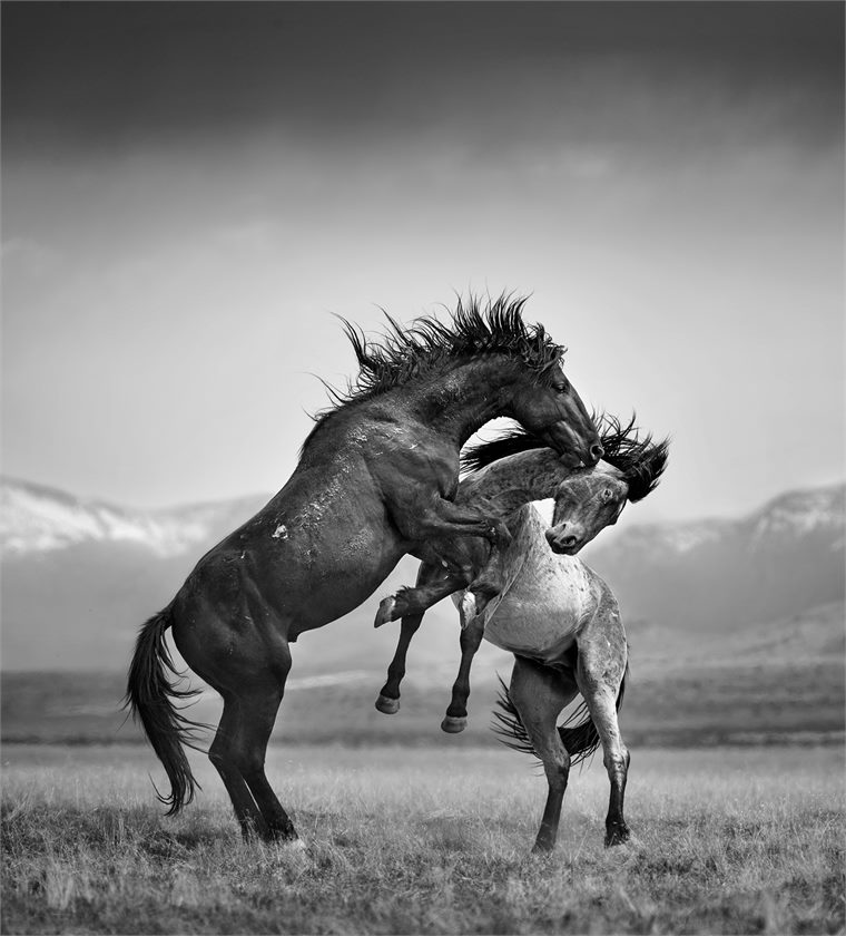 wild horses
