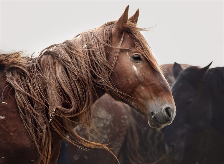 wild horses