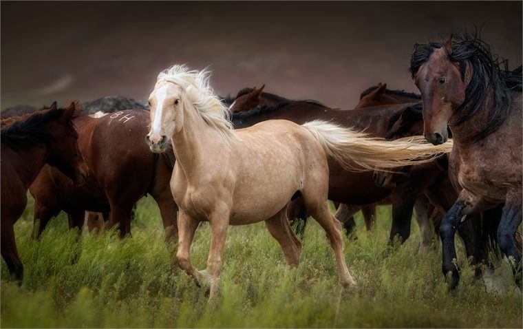 wild horses