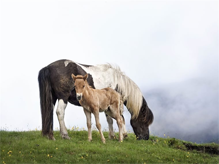 iceland