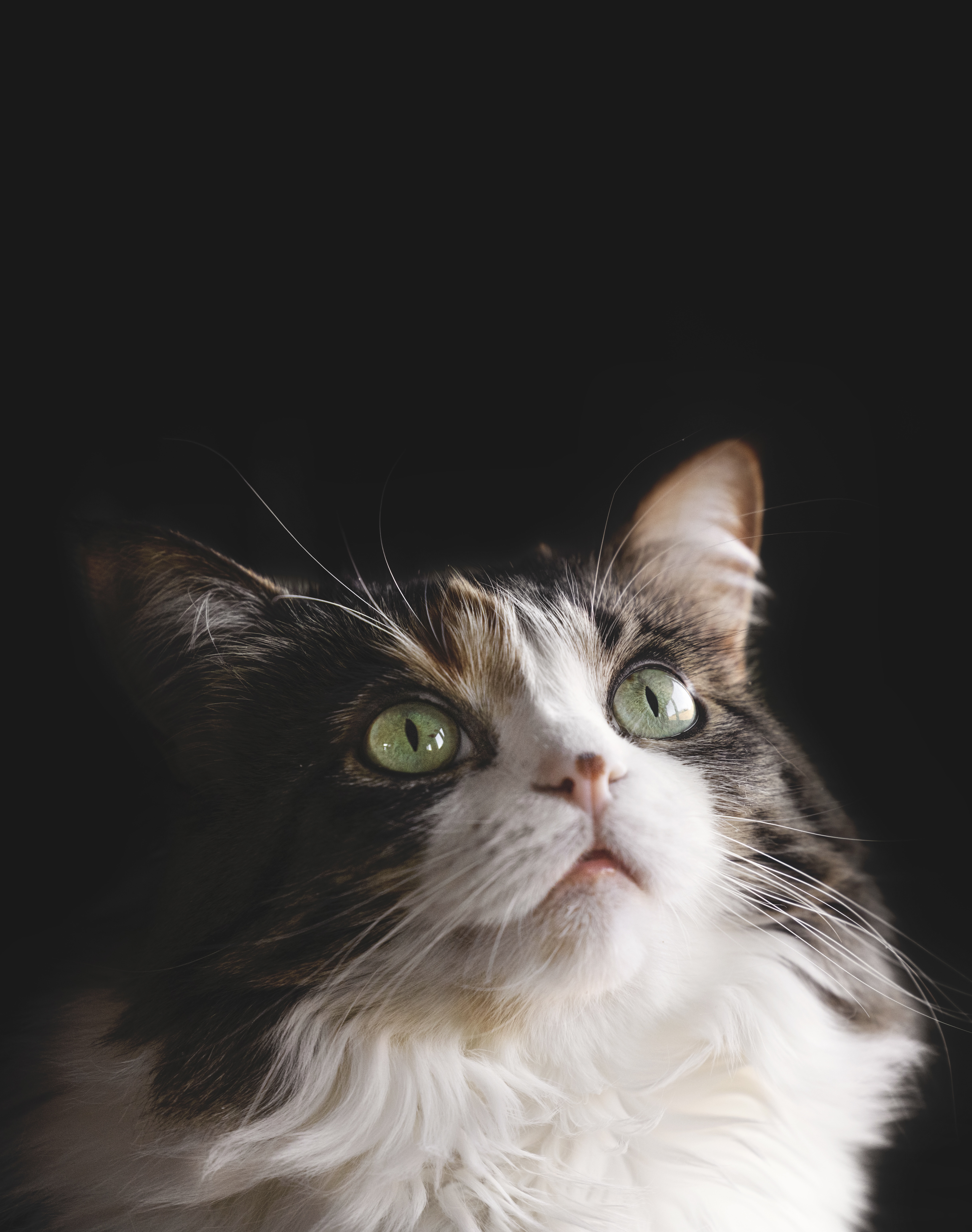 pets