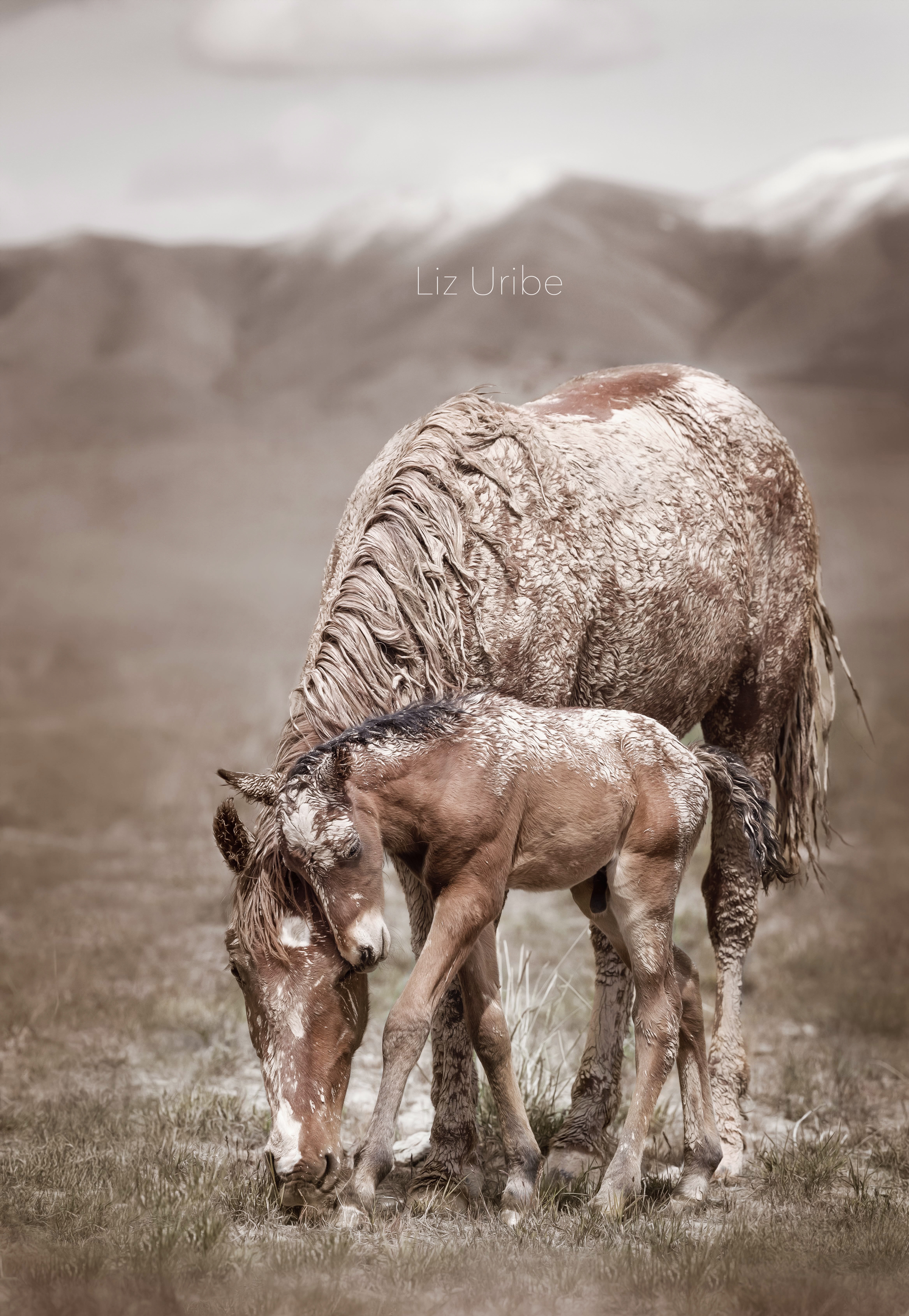 wild horses