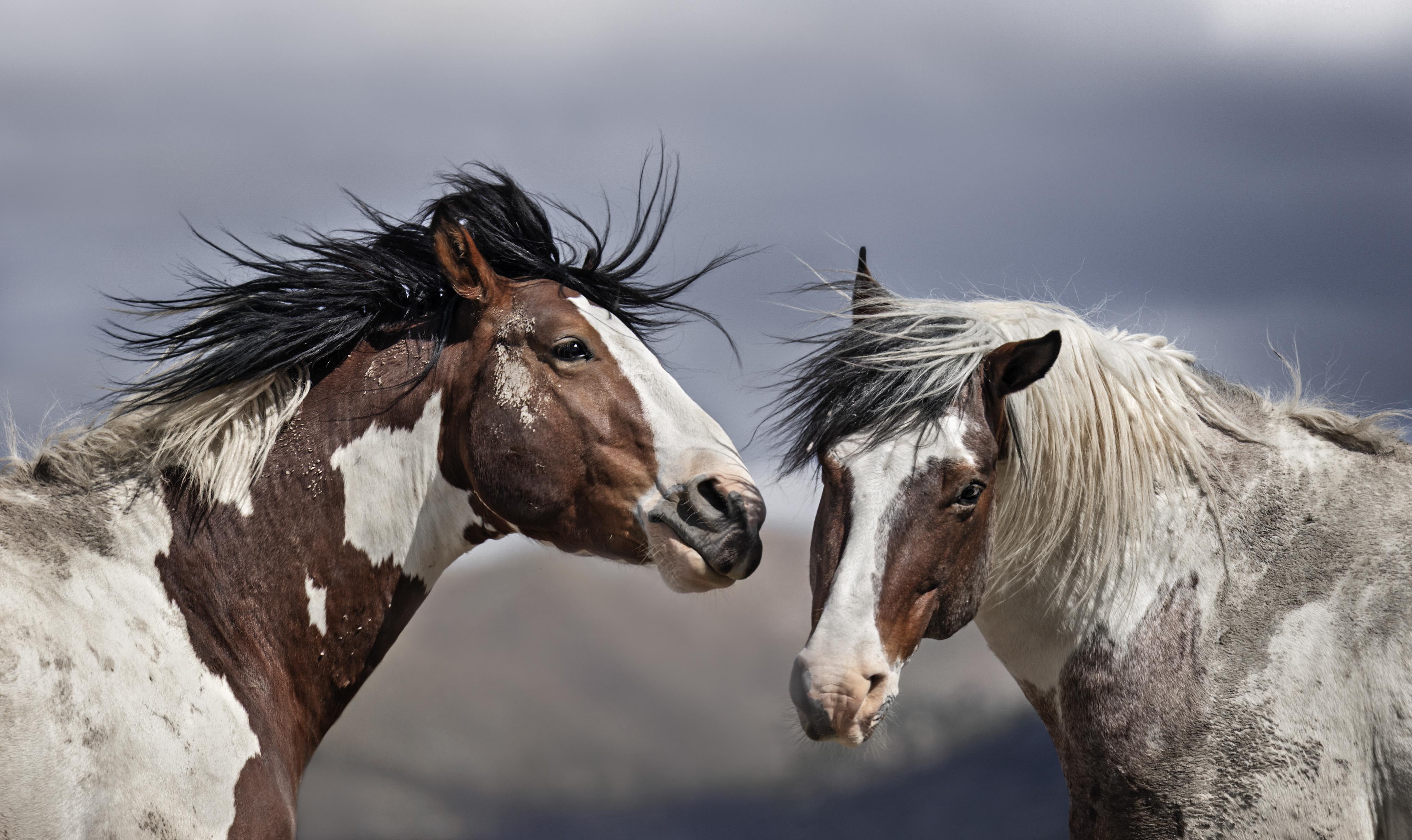 wild horses