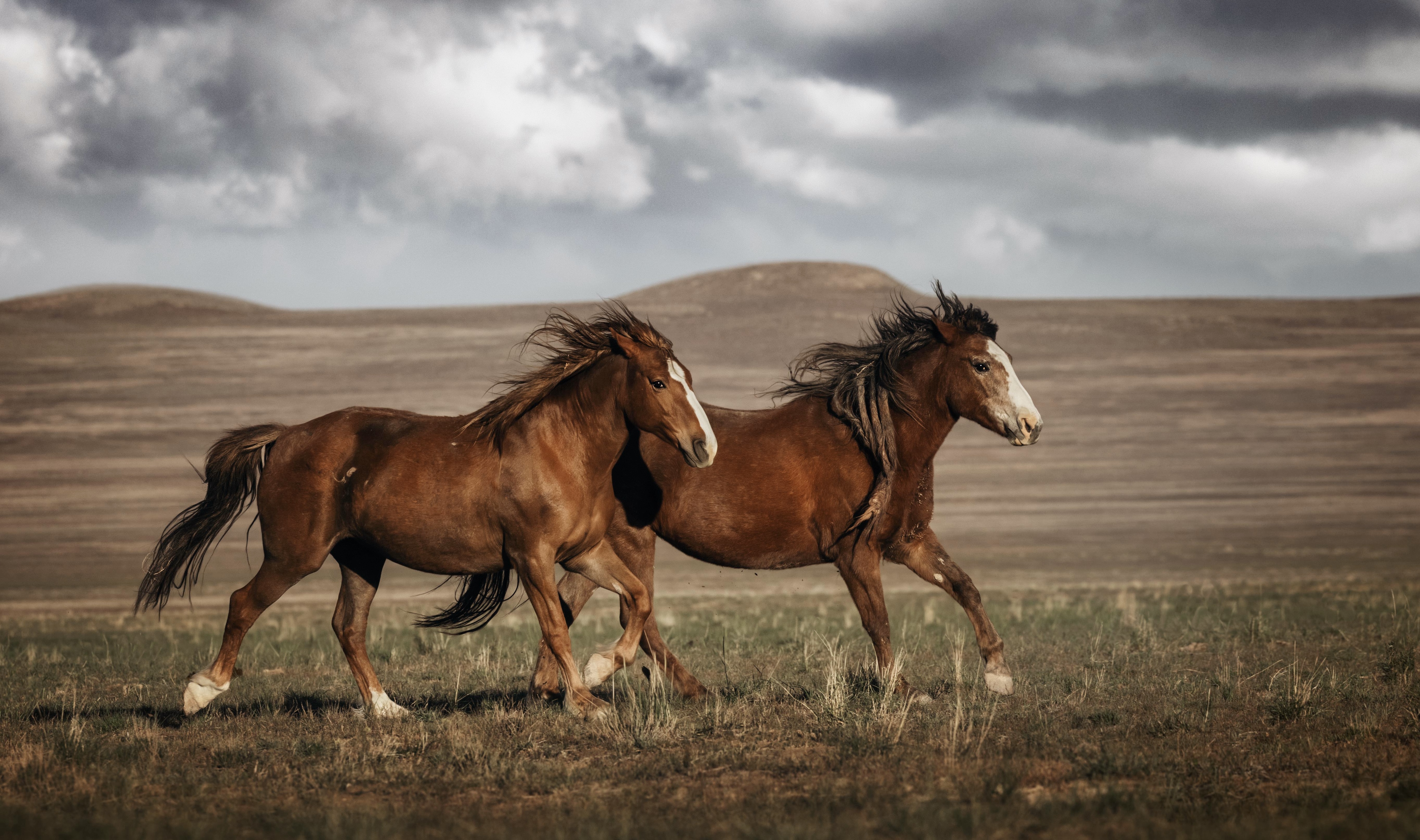 wild horses