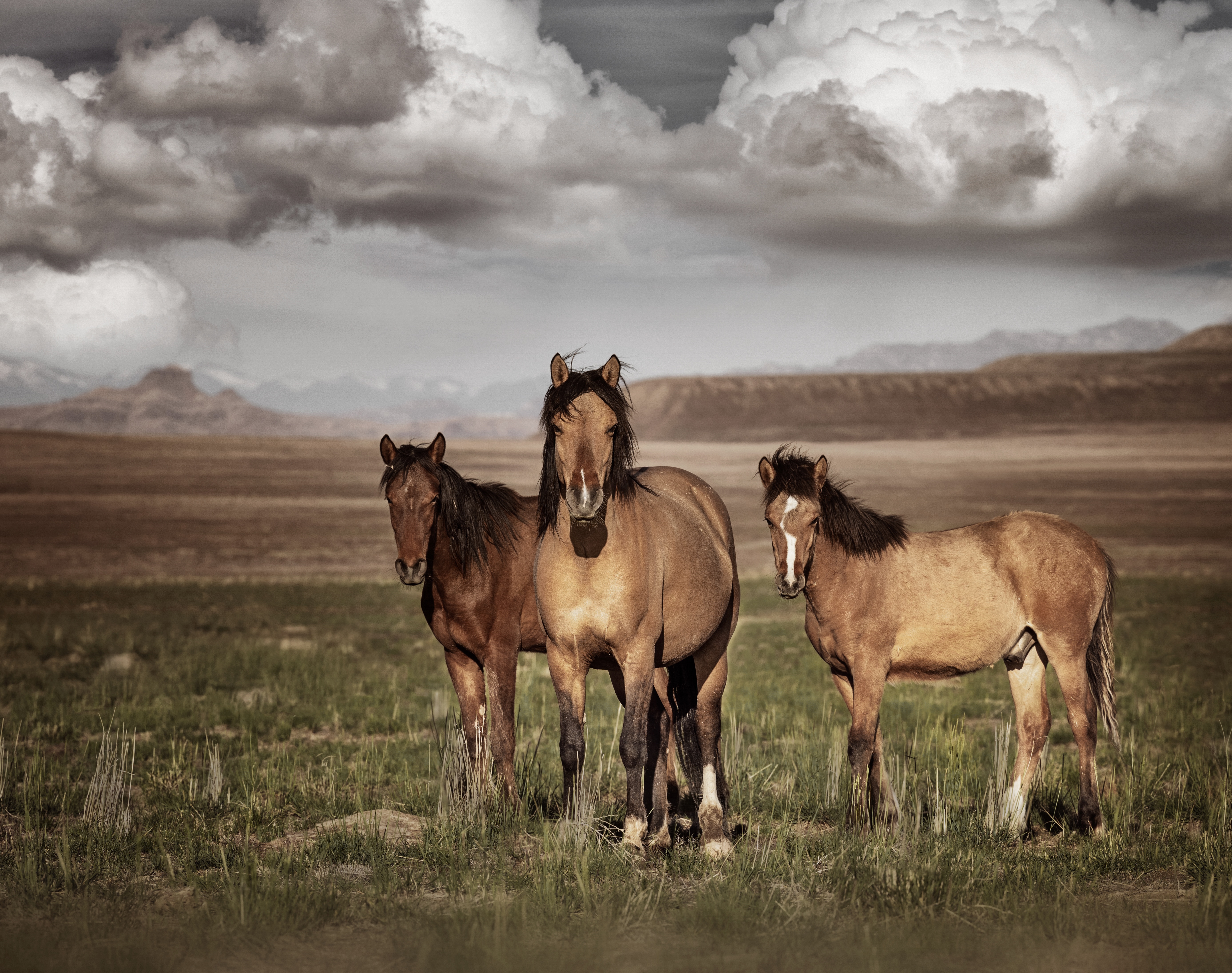 wild horses