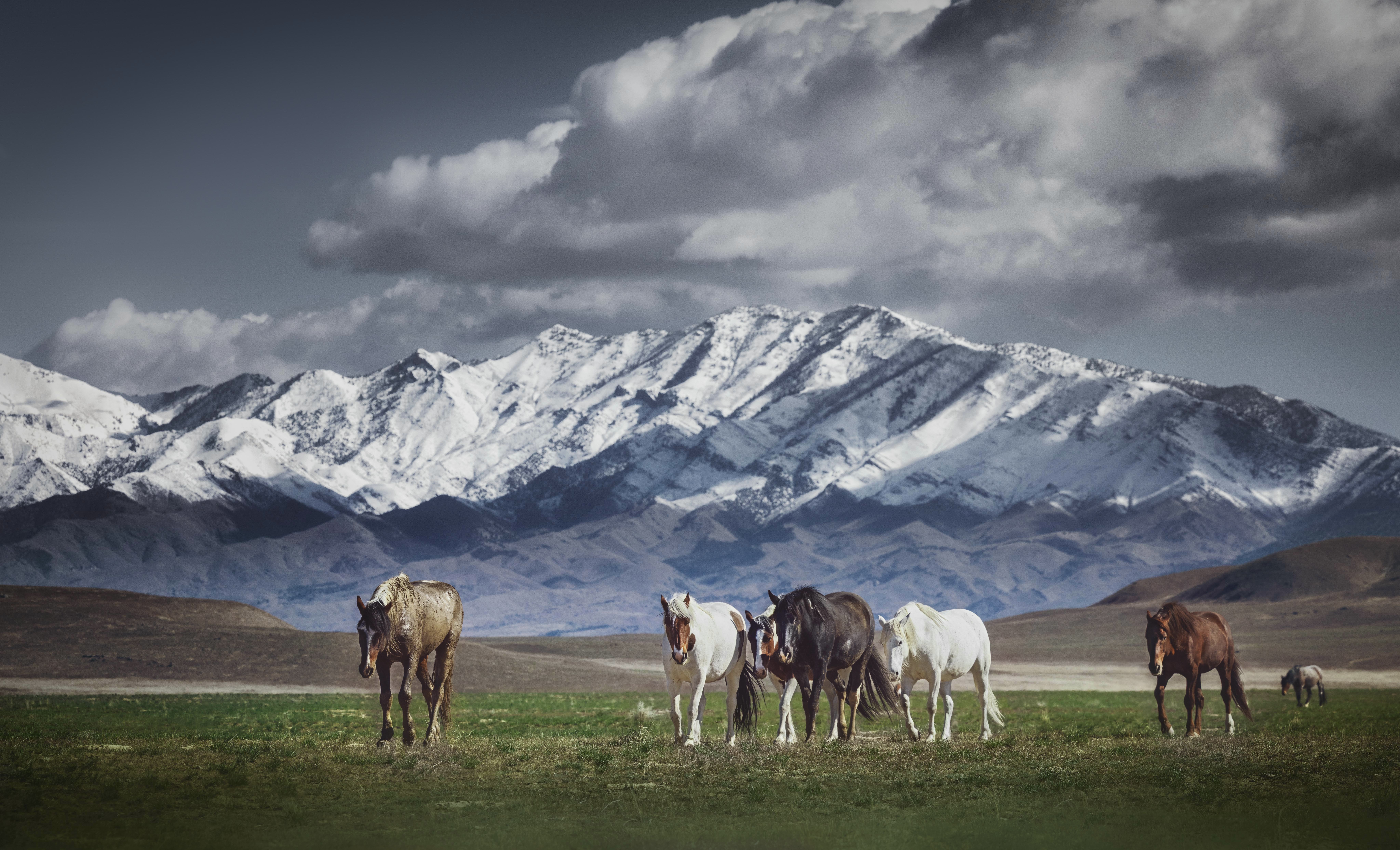wild horses