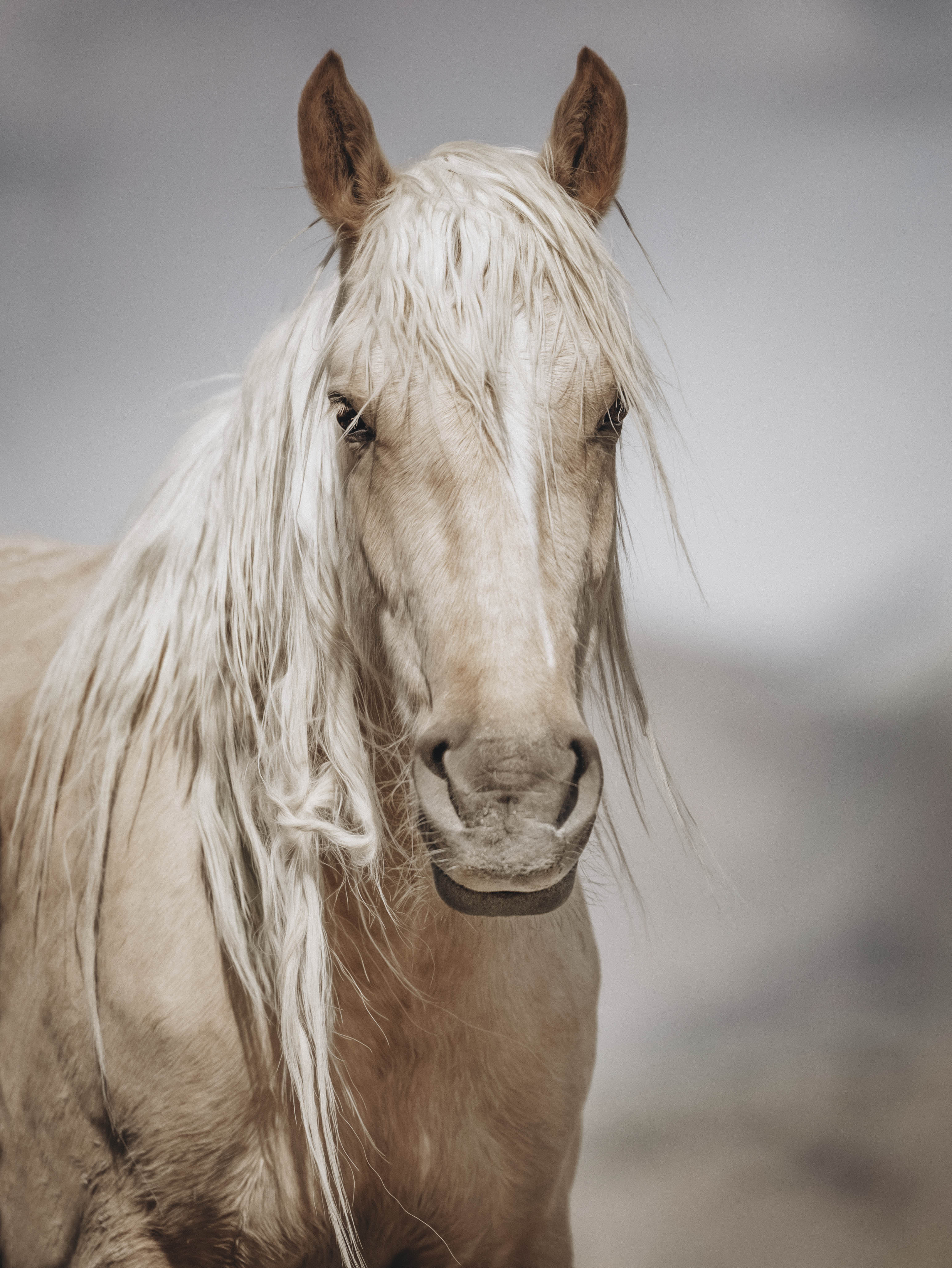 wild horses