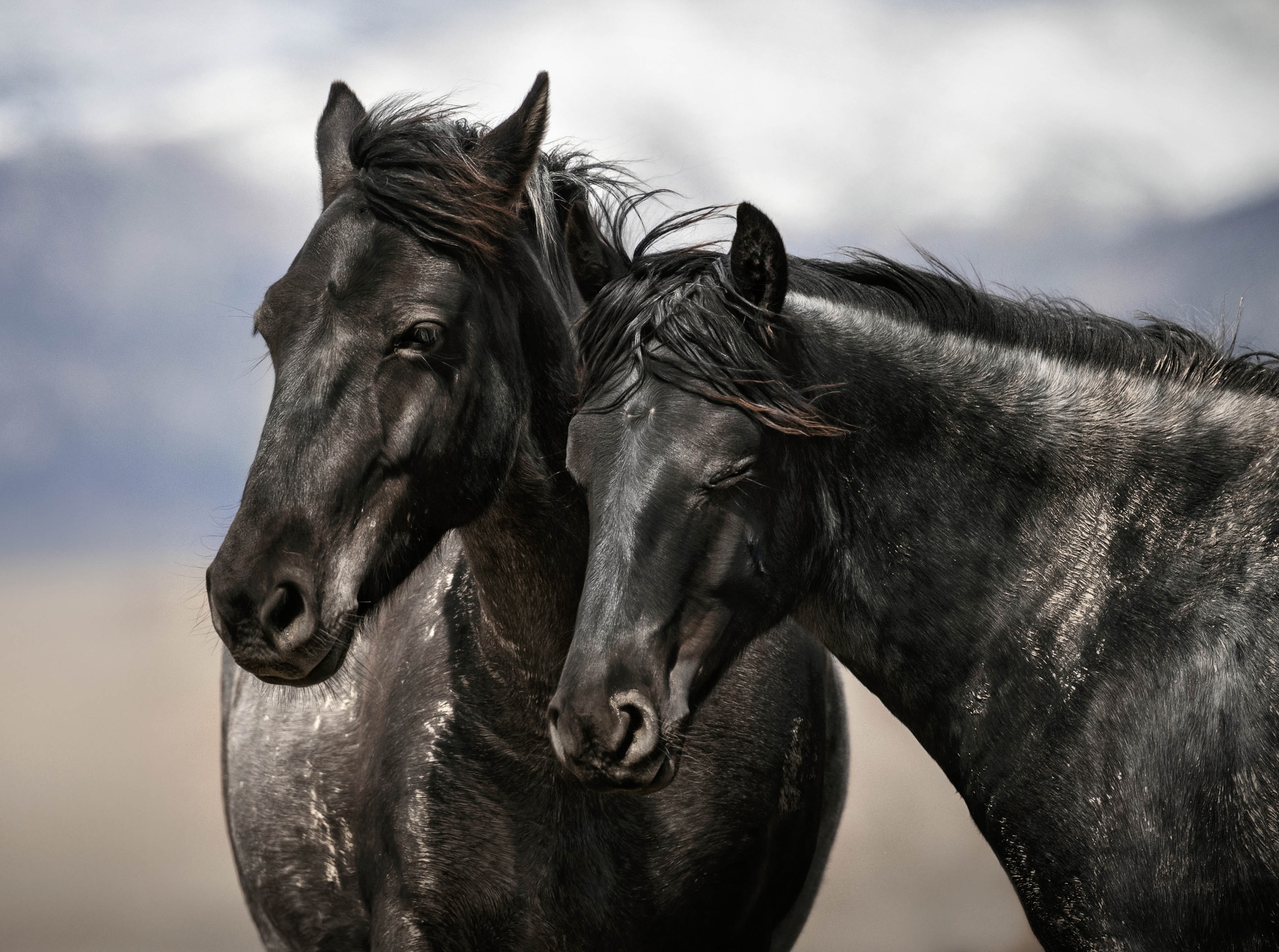 wild horses