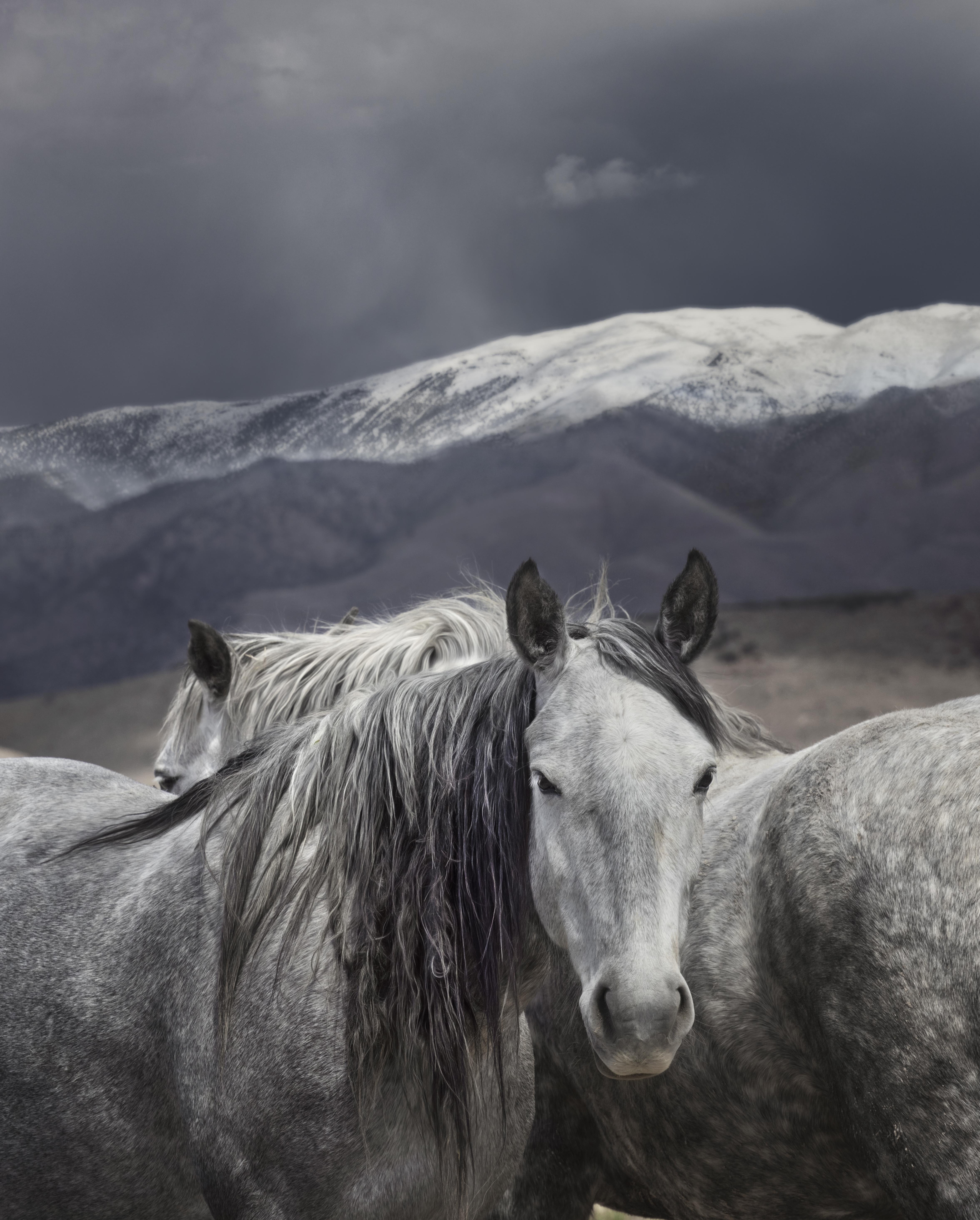 wild horses