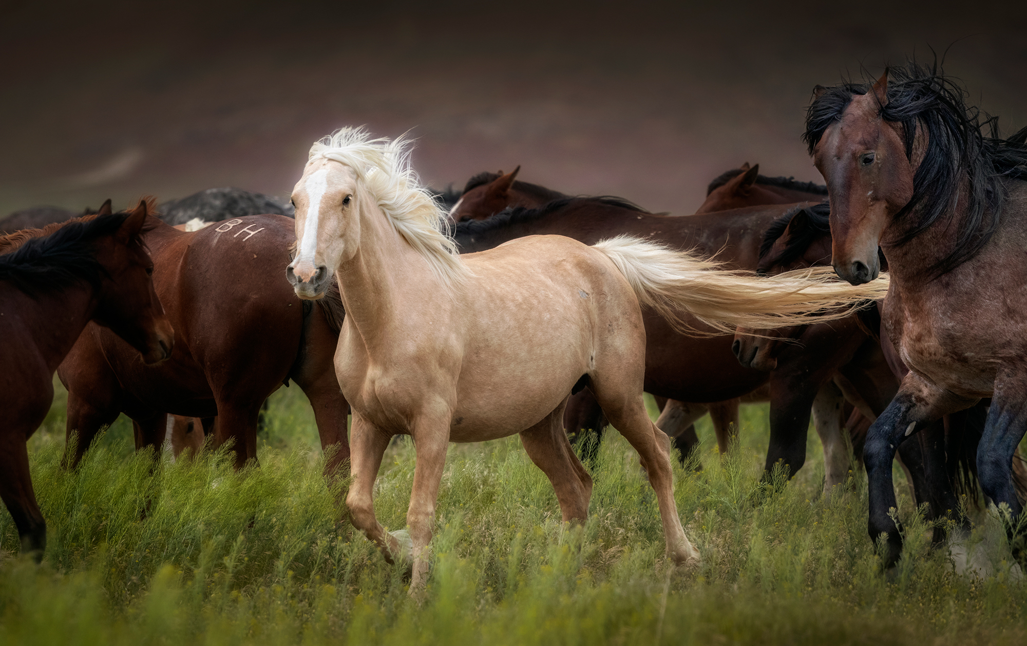 wild horses