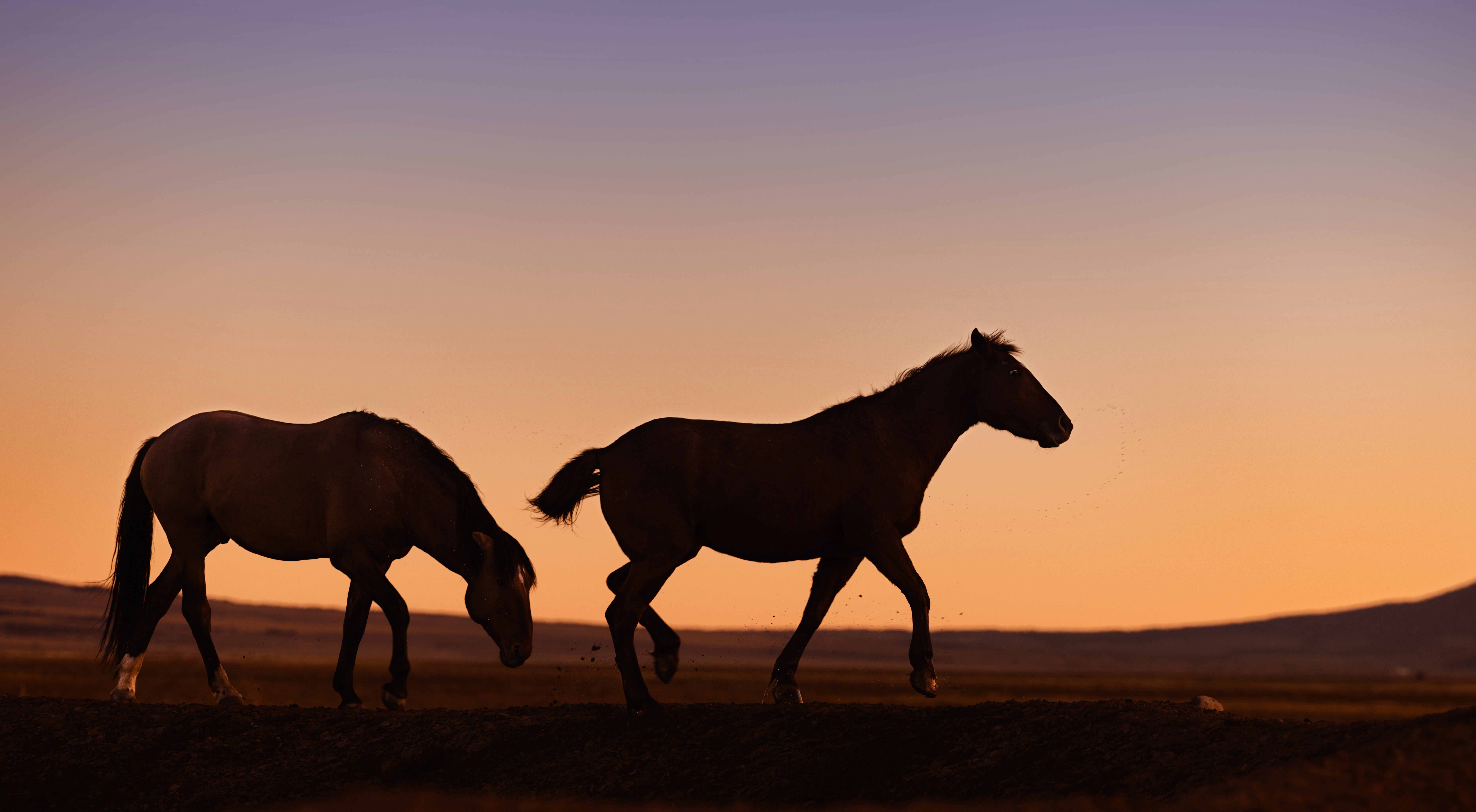 wild horses